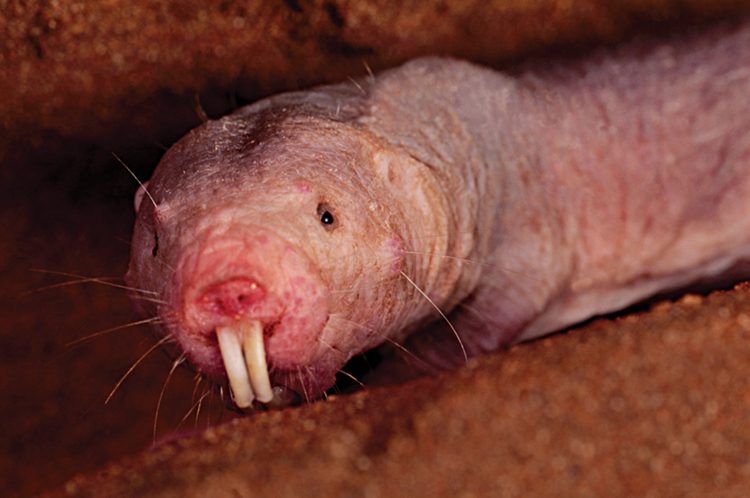 A New Twist on the Naked Mole-Rat | World Book