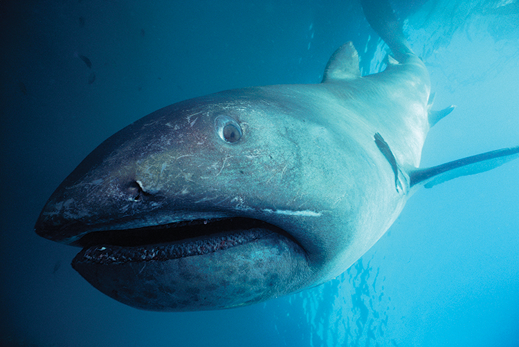 Monster Monday: Megamouth Shark | World Book
