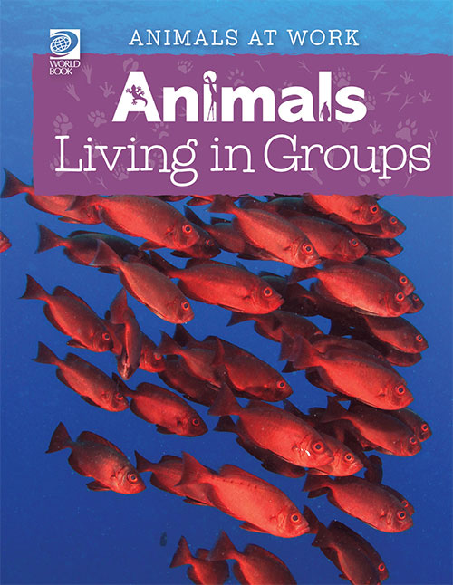 Animals Living in Groups