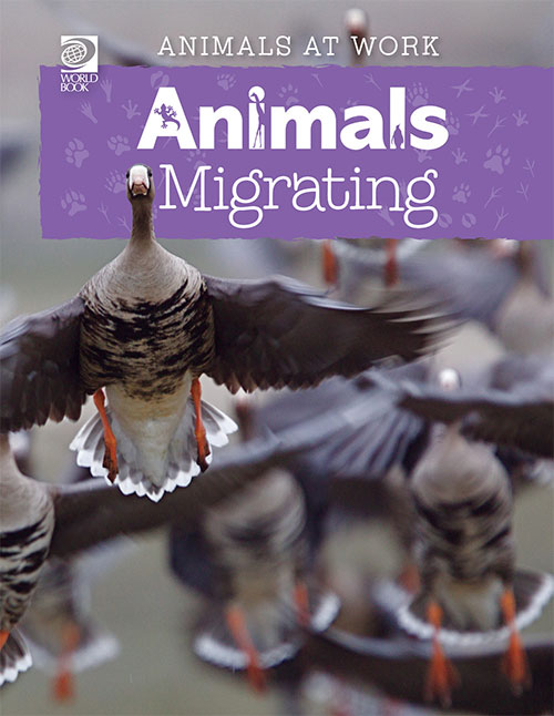 Animals Migrating