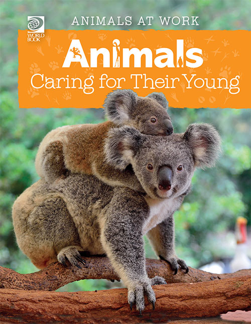 Animals Caring for Their Young