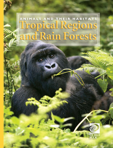 Tropical Regions and Rain Forests