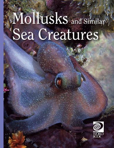 Mollusks and Similar Sea Creatures