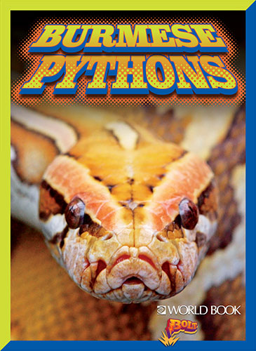 Burmese Pythons