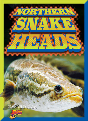 Northern Snake Heads