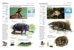 Hippopotamus and platypus spread