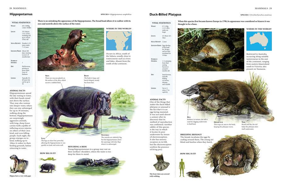 Animals and their Habitats | World Book