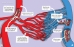 Blood vessels spread