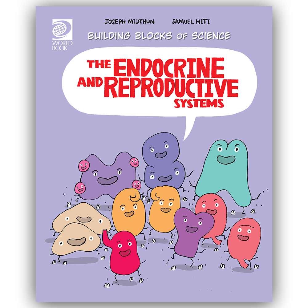 The Endocrine and Reproductive Systems | World Book