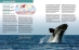 Right whale spread