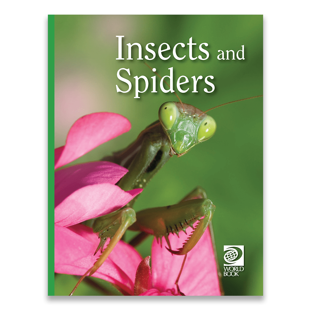 Insect Study Spider Insects and spiders - Animal Lives World Book
