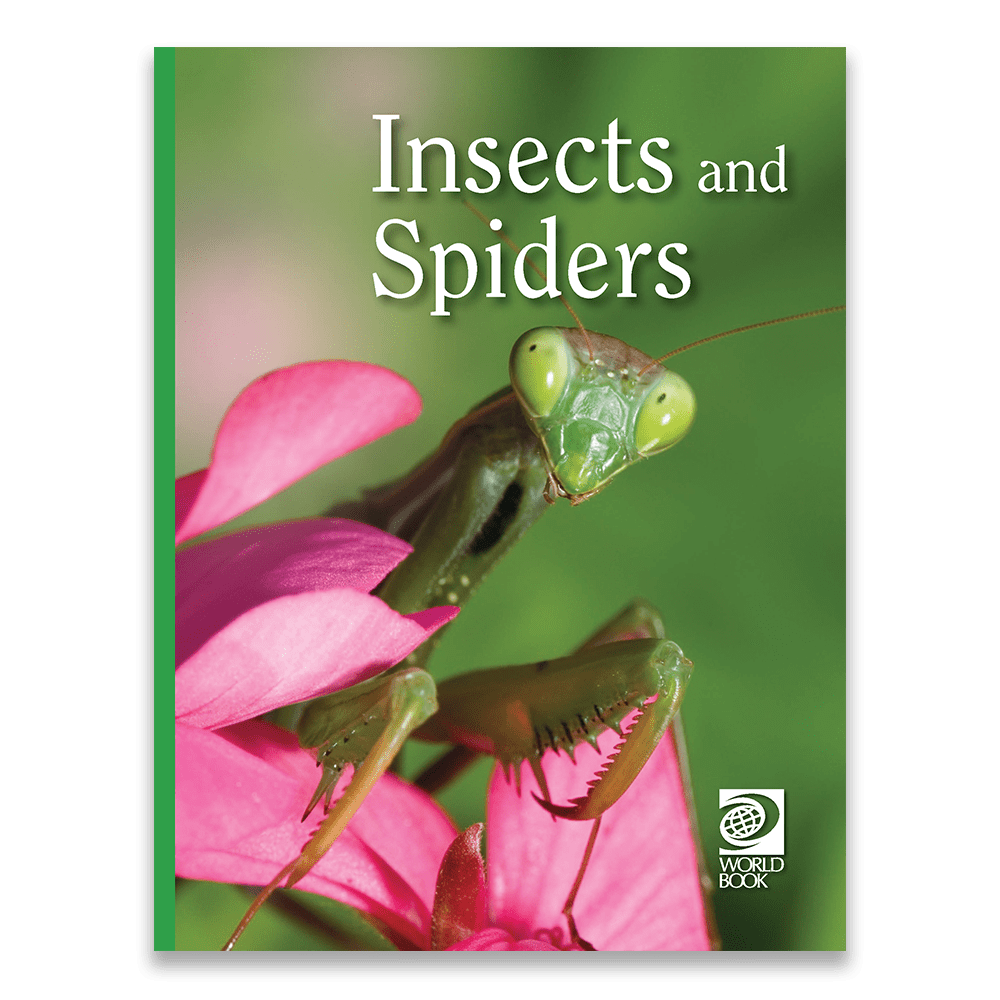 Insects and Spiders cover