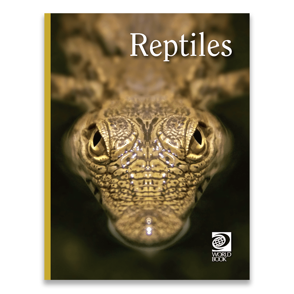 Reptiles cover