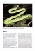 Snake encyclopedia entry page