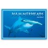 Hammerheads and More cover