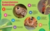 Animals Up Close: Insects  - 20496