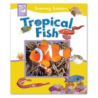 Tropical Fish equator, ocean, anemone, eel, aquarium, lionfish